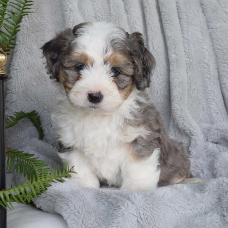 Zane is our F1b Tiny (micro-mini) blue merle tri-color Bernedoodle male