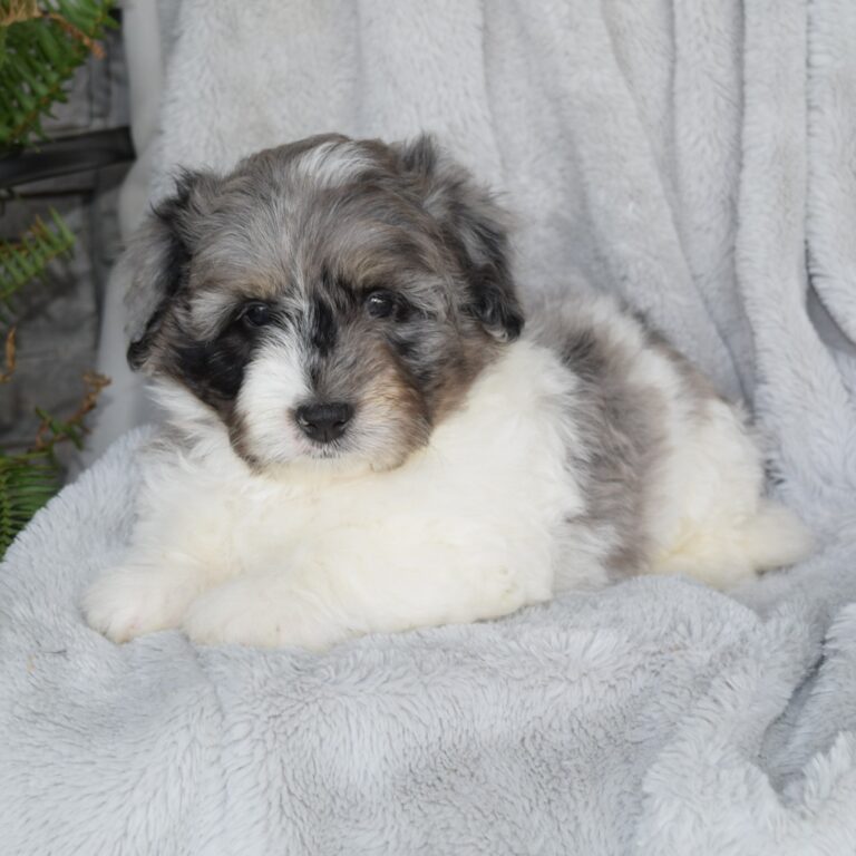 Aldo is our F1b Tiny (micro-mini) blue merle tri-color Bernedoodle male