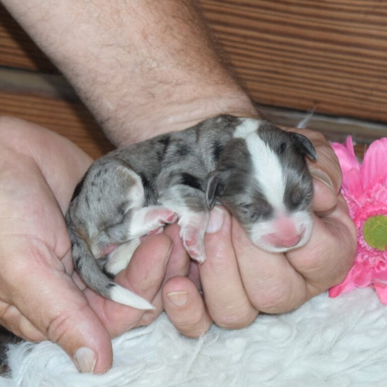 Betty is our F1b Tiny (micro-mini) blue merle tri-color Bernedoodle female