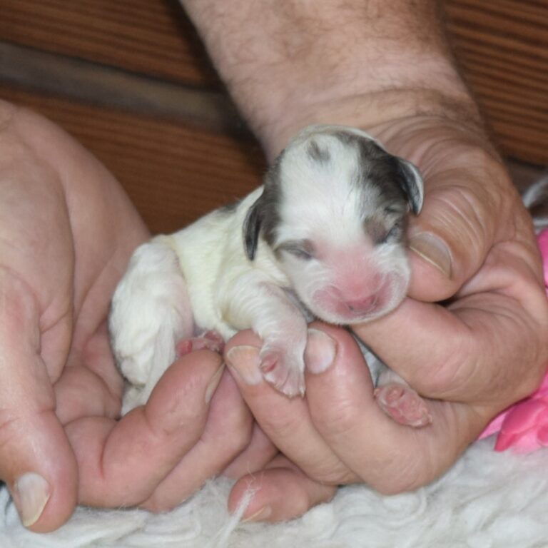 Claire is our F1b Tiny (micro-mini) blue merle tri-color Bernedoodle female