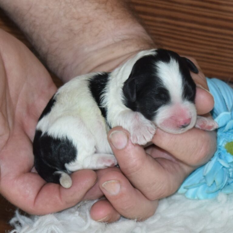 Finley is our F1b Tiny (micro-mini) black & white tri-color Bernedoodle male