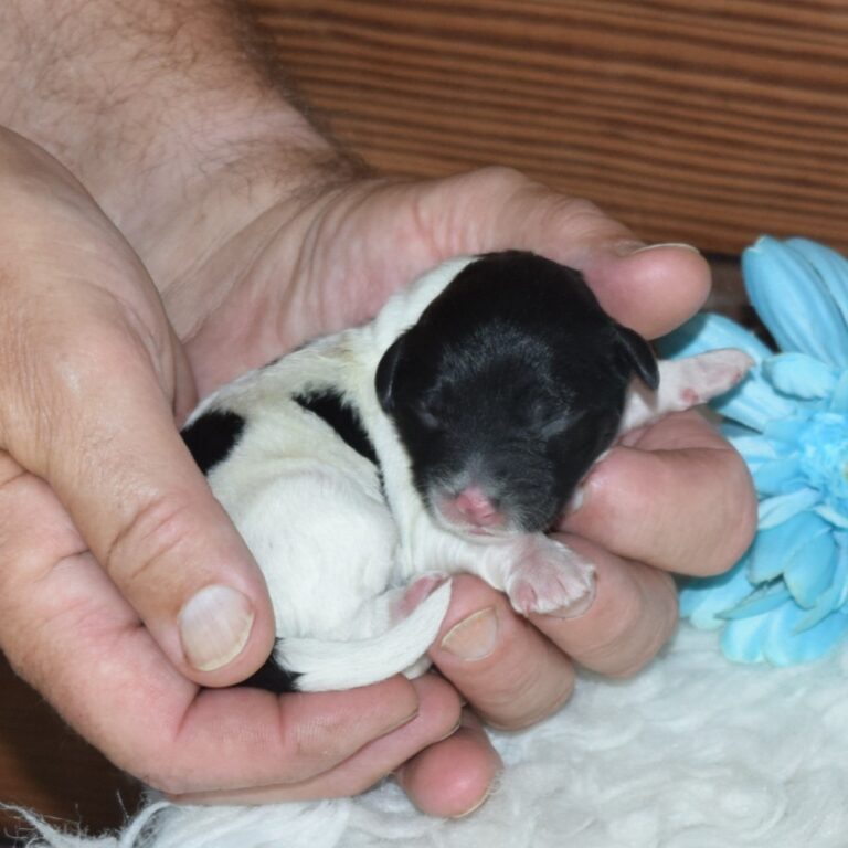 Grayson is our F1b Tiny (micro-mini) black & white Bernedoodle male