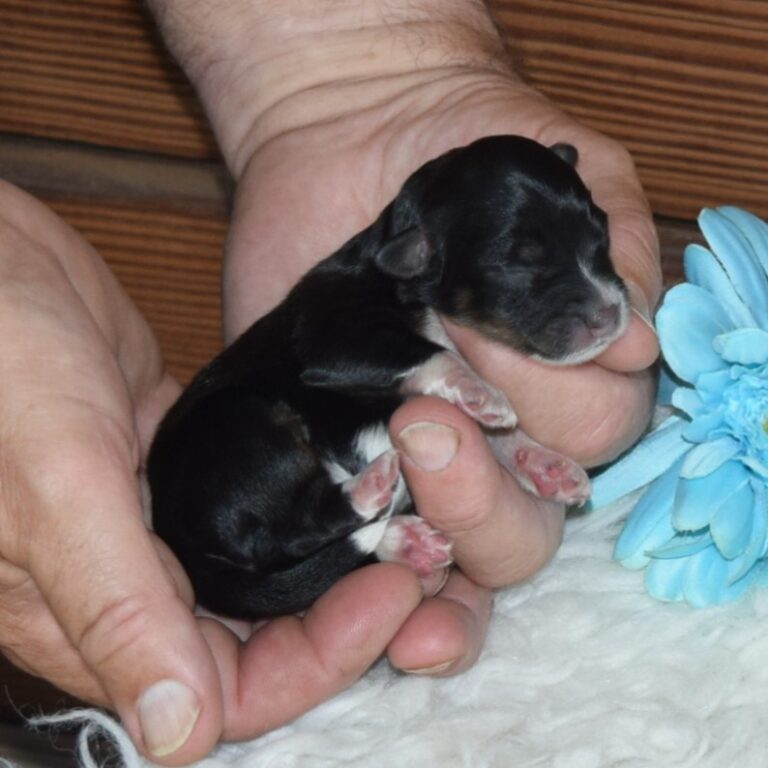 Hunter is our F1b Tiny (micro-mini) black tri-color Bernedoodle male