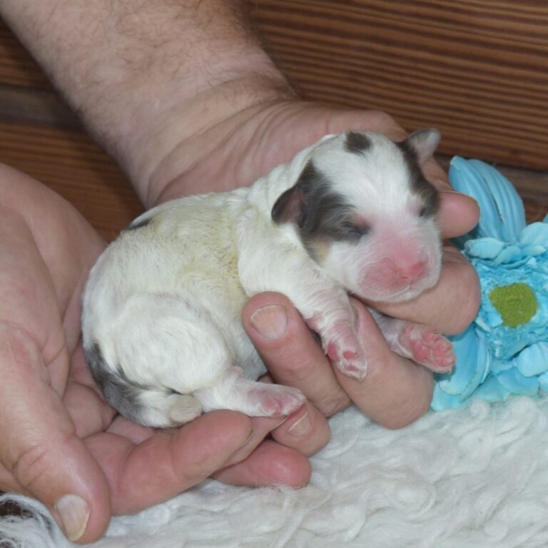 Isaiah is our F1b Tiny (micro-mini) blue merle tri-color Bernedoodle male