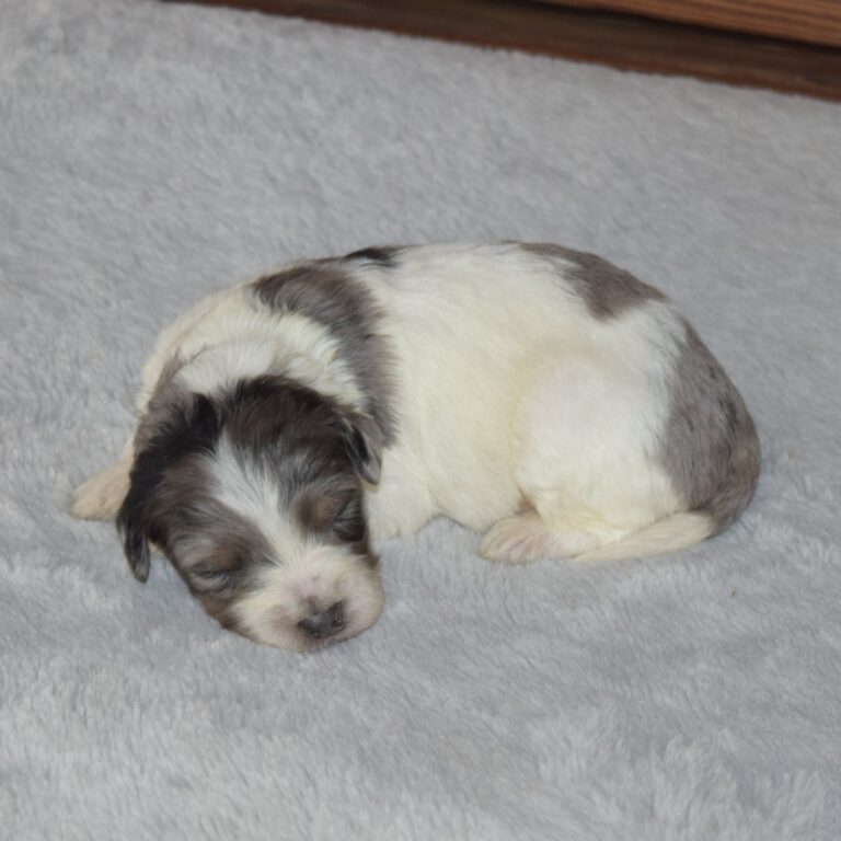 Alice is our F1b Tiny (micro-mini) blue merle tri-color Bernedoodle female
