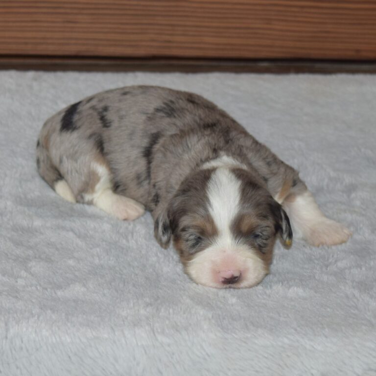 Betty is our F1b Tiny (micro-mini) blue merle tri-color Bernedoodle female