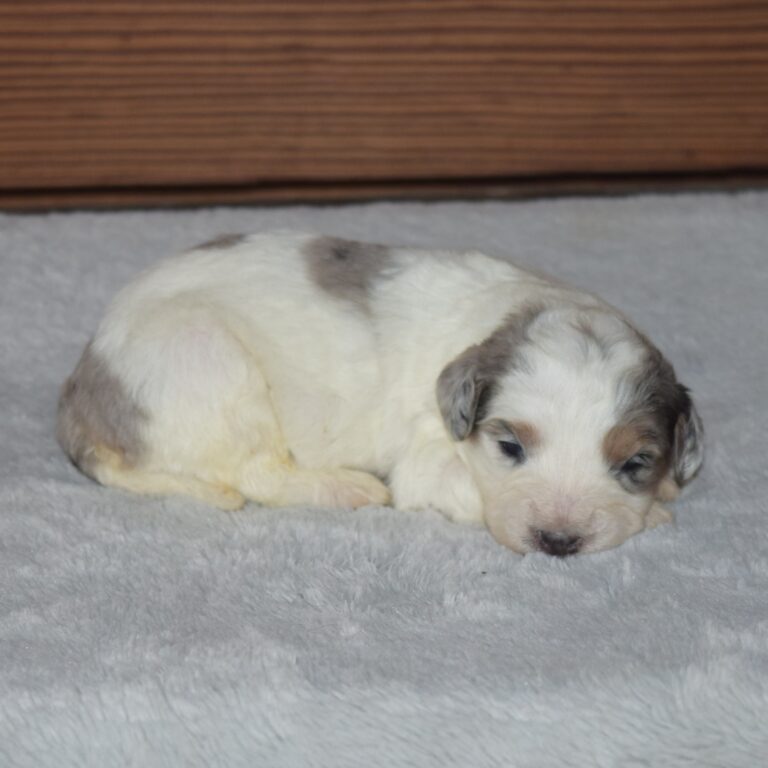 Claire is our F1b Tiny (micro-mini) blue merle tri-color Bernedoodle female