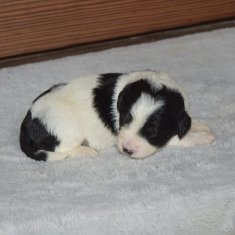 Finley is our F1b Tiny (micro-mini) black & white tri-color Bernedoodle male