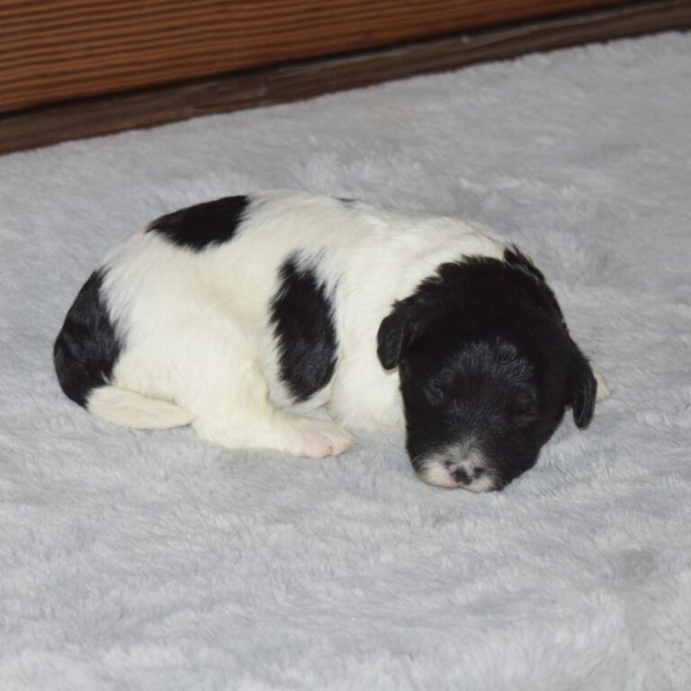 Grayson is our F1b Tiny (micro-mini) black & white Bernedoodle male