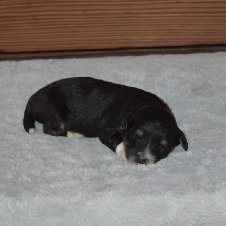 Hunter is our F1b Tiny (micro-mini) black tri-color Bernedoodle male