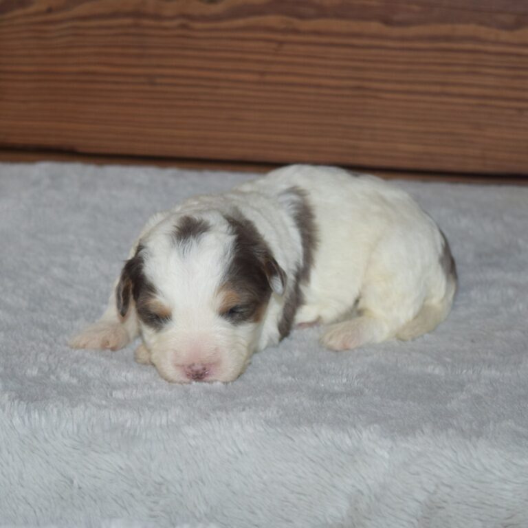Isaiah is our F1b Tiny (micro-mini) blue merle tri-color Bernedoodle male