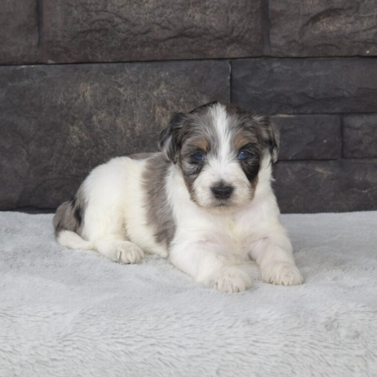 Alice is our F1b Tiny (micro-mini) blue merle tri-color Bernedoodle female