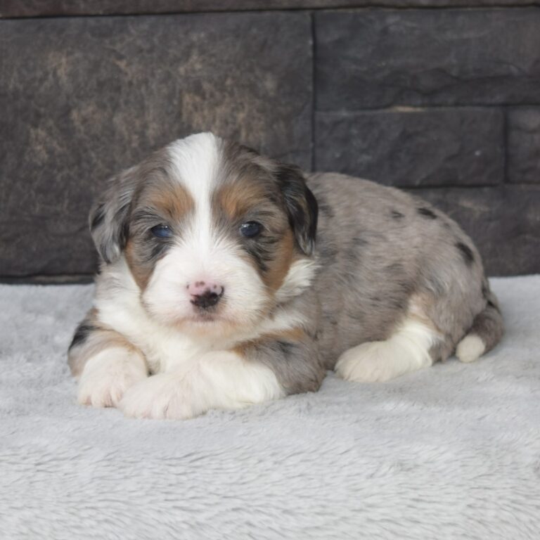 Betty is our F1b Tiny (micro-mini) blue merle tri-color Bernedoodle female