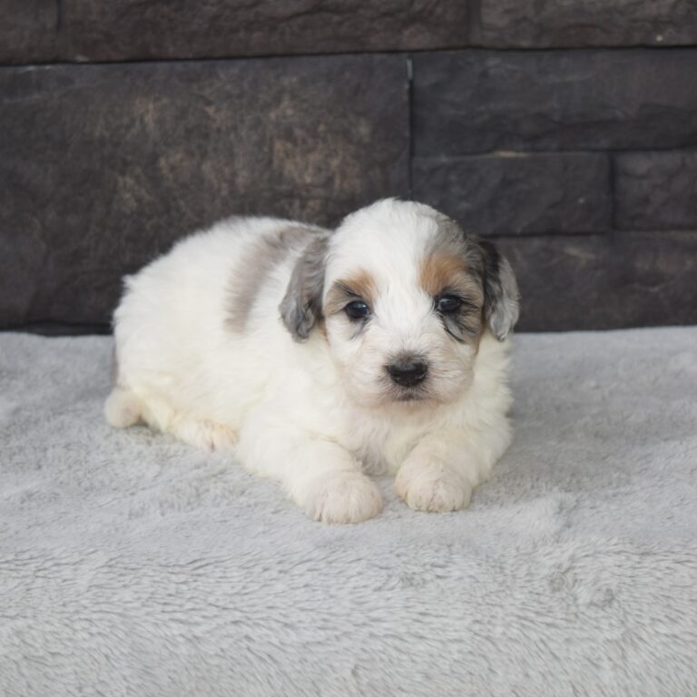 Claire is our F1b Tiny (micro-mini) blue merle tri-color Bernedoodle female