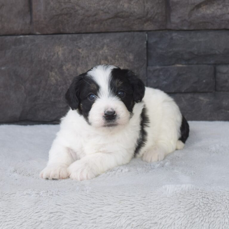 Finley is our F1b Tiny (micro-mini) black & white tri-color Bernedoodle male