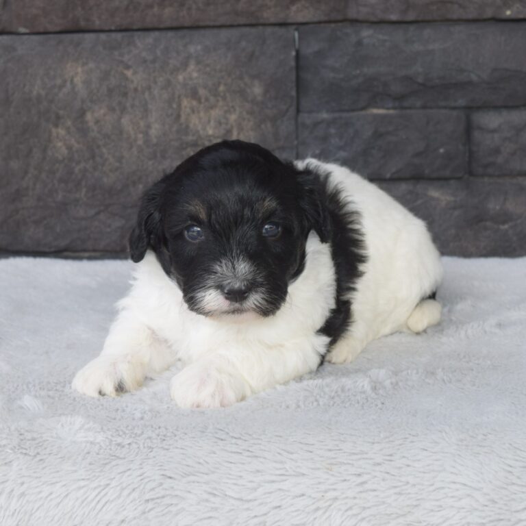 Grayson is our F1b Tiny (micro-mini) black & white Bernedoodle male