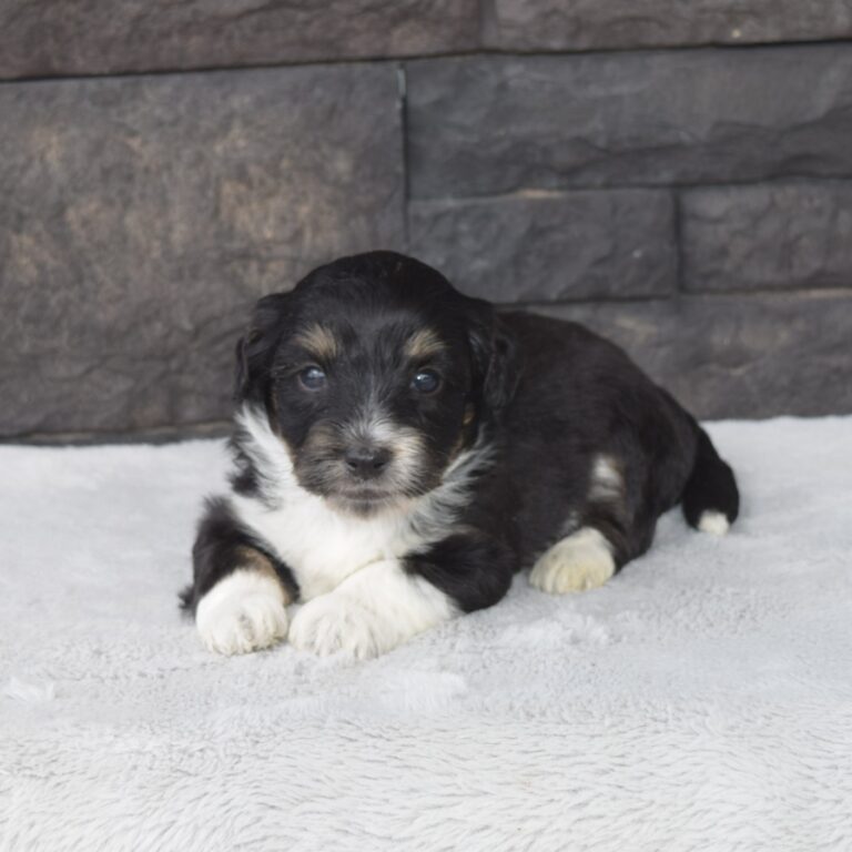 Hunter is our F1b Tiny (micro-mini) black tri-color Bernedoodle male