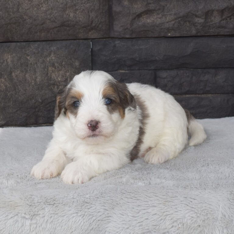 Isaiah is our F1b Tiny (micro-mini) blue merle tri-color Bernedoodle male