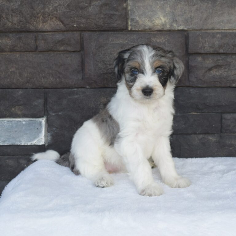 Alice is our F1b Tiny (micro-mini) blue merle tri-color Bernedoodle female