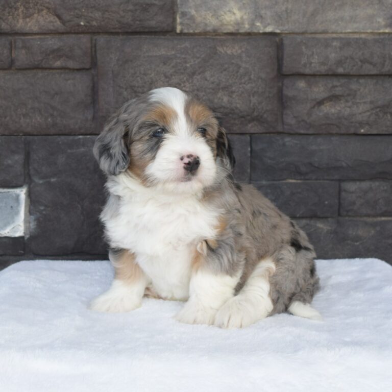 Betty is our F1b Tiny (micro-mini) blue merle tri-color Bernedoodle female