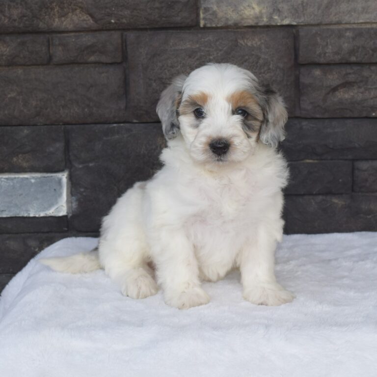 Claire is our F1b Tiny (micro-mini) blue merle tri-color Bernedoodle female