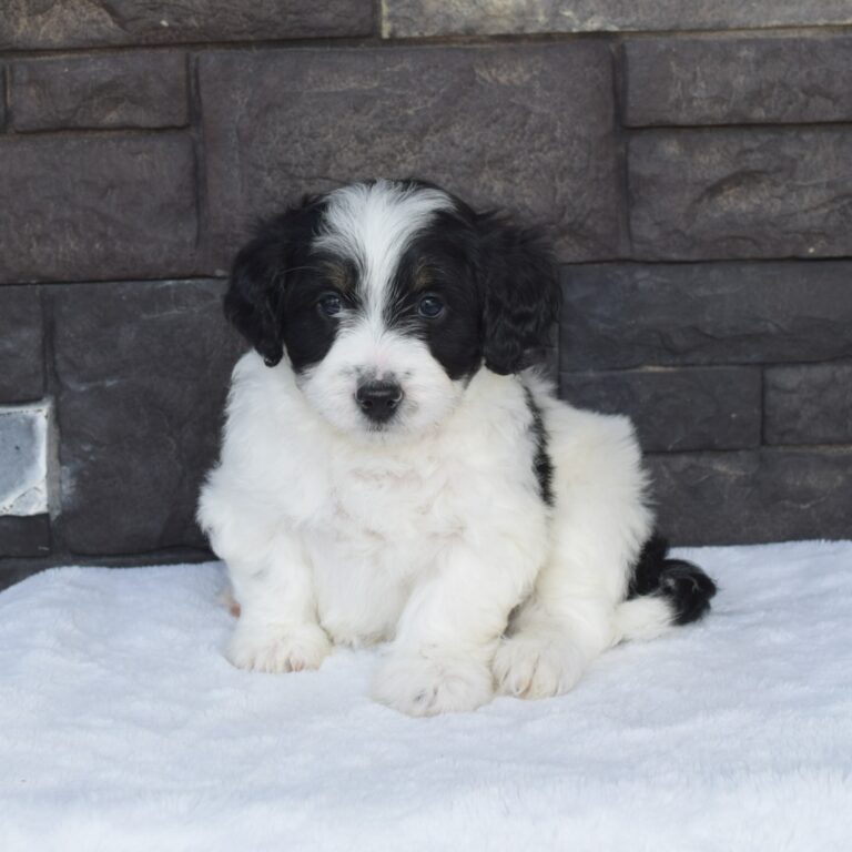 Finley is our F1b Tiny (micro-mini) black & white tri-color Bernedoodle male