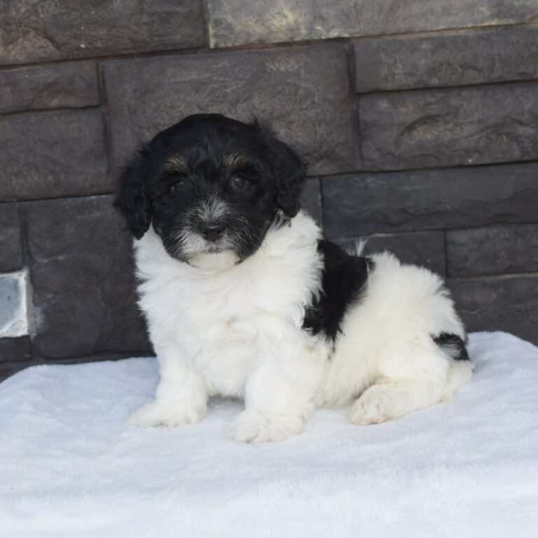 Grayson is our F1b Tiny (micro-mini) black & white Bernedoodle male