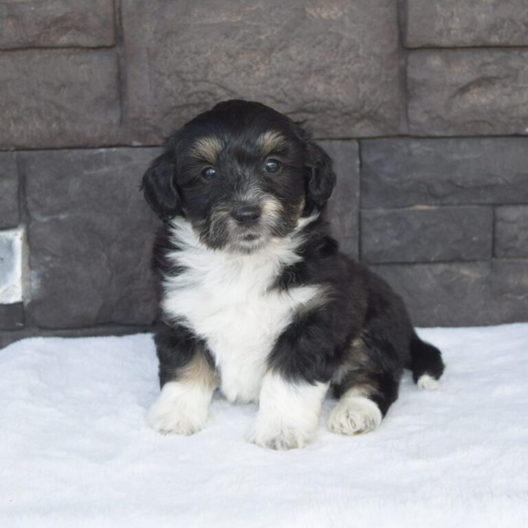 Hunter is our F1b Tiny (micro-mini) black tri-color Bernedoodle male
