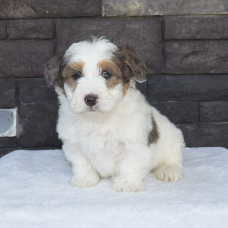 Isaiah is our F1b Tiny (micro-mini) blue merle tri-color Bernedoodle male