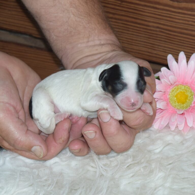 black and white tri-color F1b Tiny Bernedoodle female