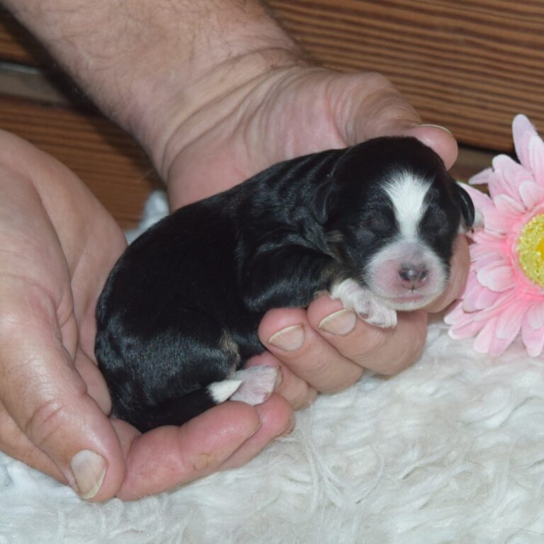 black tri-color F1b Tiny Bernedoodle female