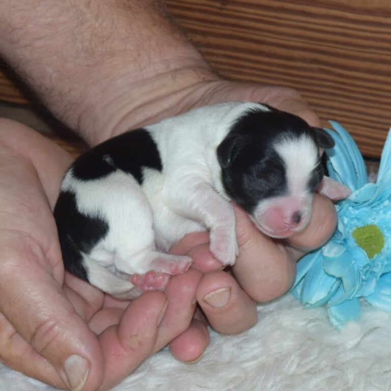 Black and white tri-color F1b Tiny Bernedoodle male