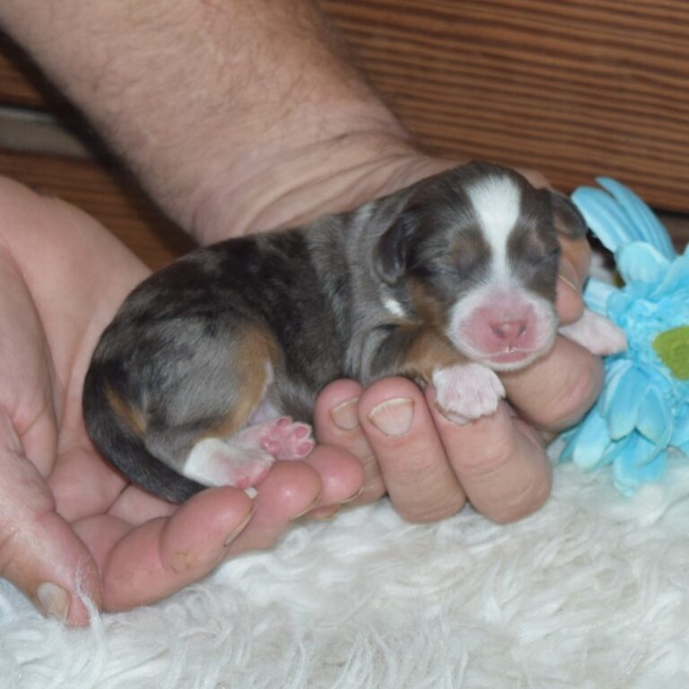 Blue merle tri-color F1b Tiny Bernedoodle male