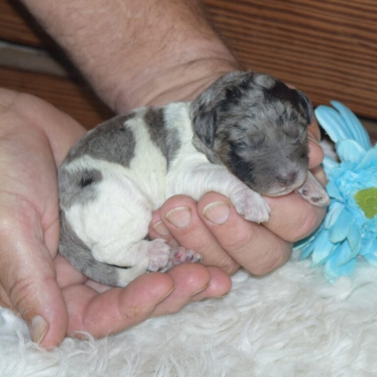 Blue merle tri-color F1b Tiny Bernedoodle male