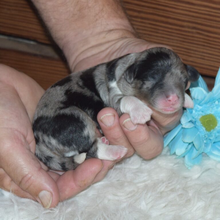 Blue merle tri-color F1b Tiny Bernedoodle male