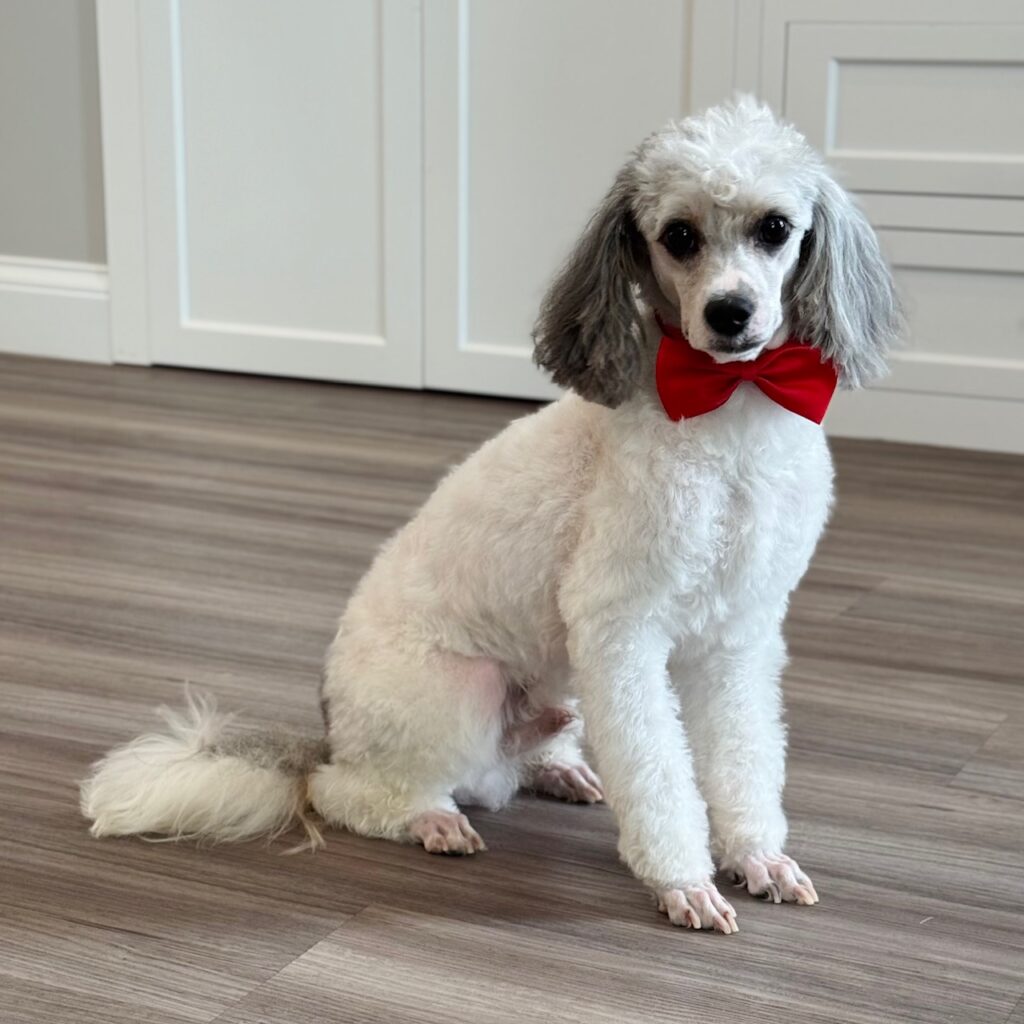 Banjo is our mini poodle male