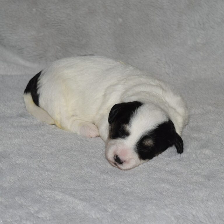 F1b Tiny Bernedoodle female