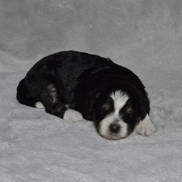 Black tri-color F1b Tiny Bernedoodle female