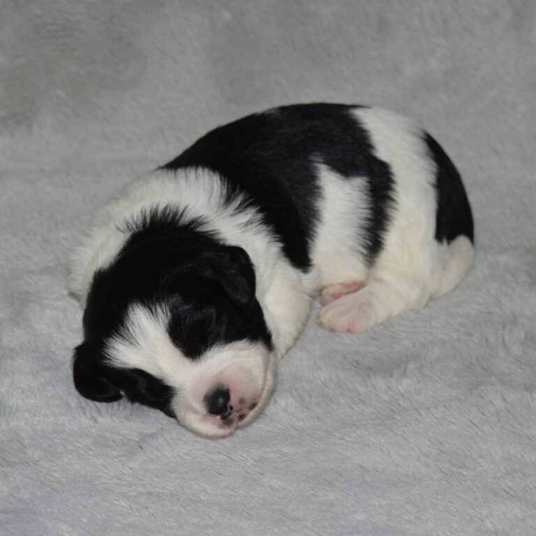 Black and white tri-color F1b Tiny Bernedoodle male