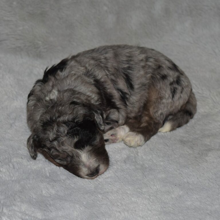 Blue merle tri-color F1b Tiny Bernedoodle male