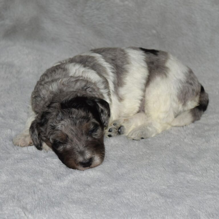Blue merle tri-color F1b Tiny Bernedoodle male
