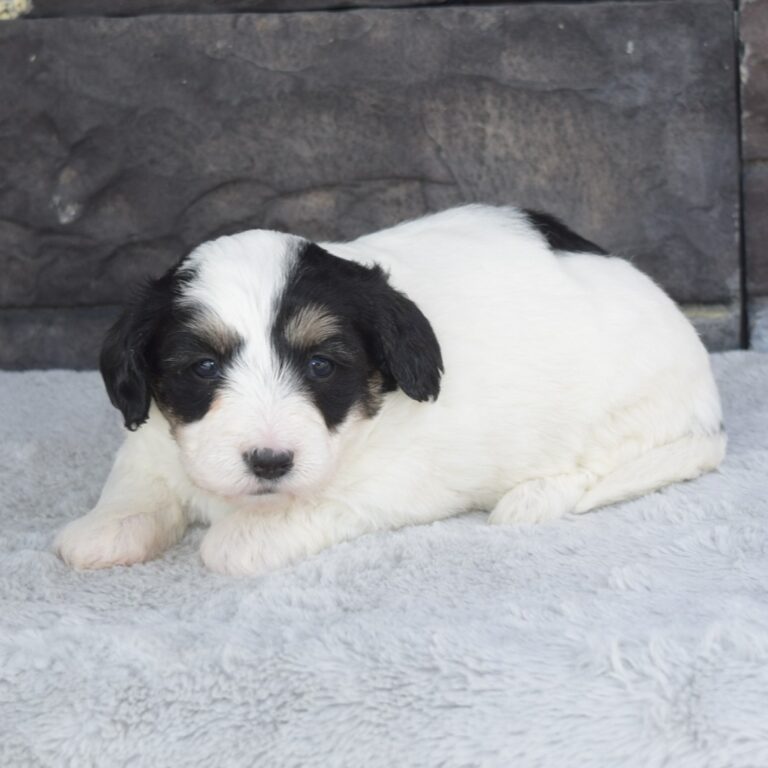 Blue merle tri-color F1 mini Bernedoodle male