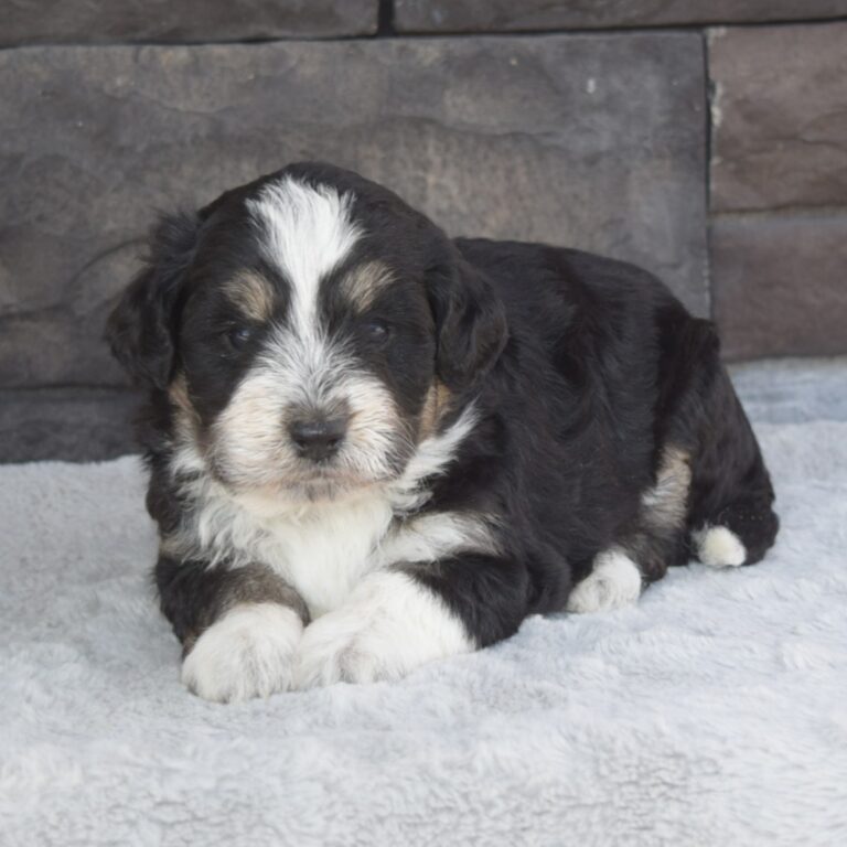 Black tri-color F1b Tiny Bernedoodle female