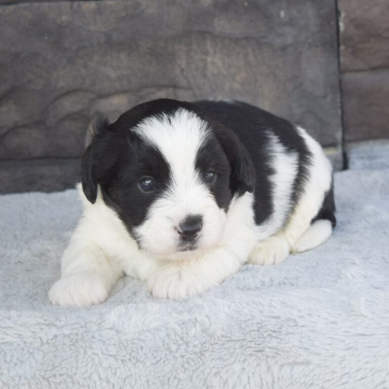 Black and white tri-color F1b Tiny Bernedoodle male