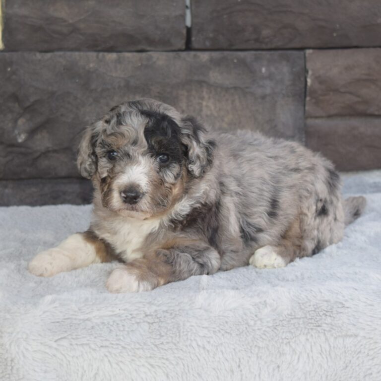 Blue merle tri-color F1b Tiny Bernedoodle male