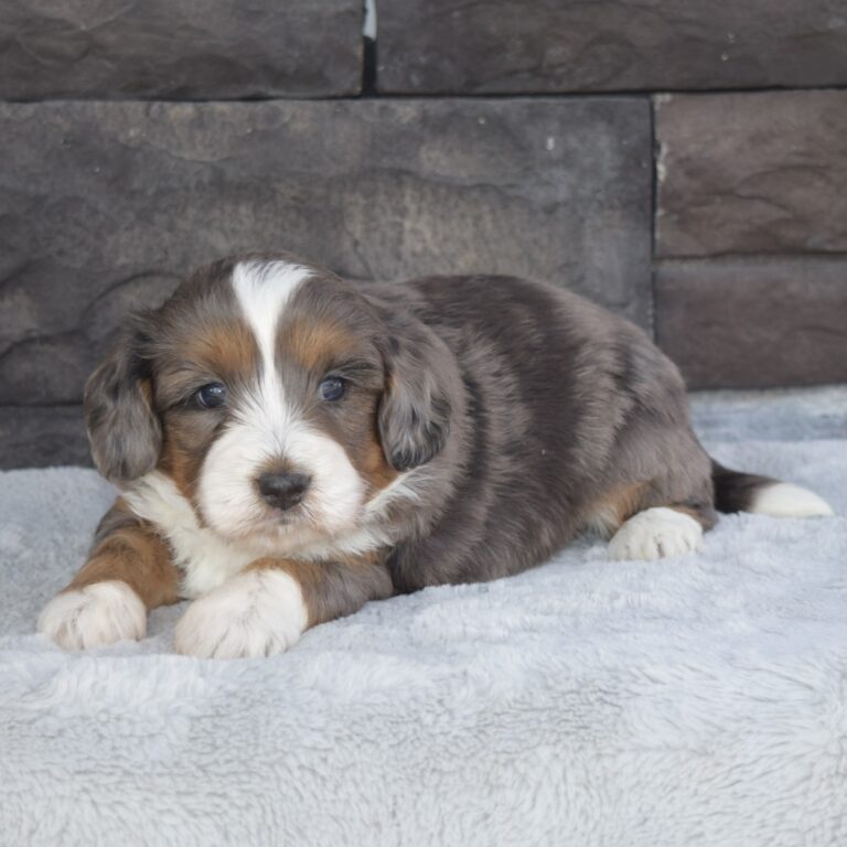 Blue merle tri-color F1b Tiny Bernedoodle male