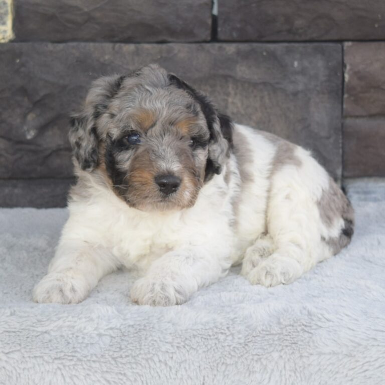Blue merle tri-color F1b Tiny Bernedoodle male