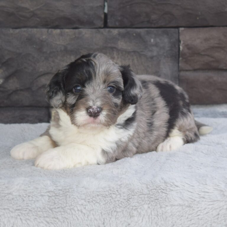 Blue merle tri-color F1b Tiny Bernedoodle male