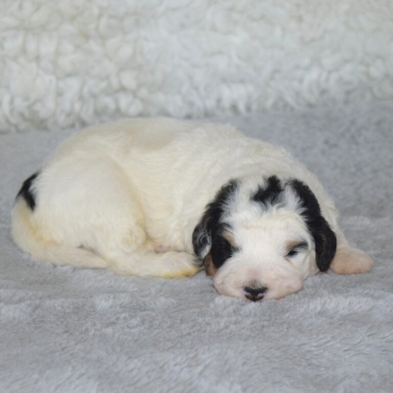 Cinnamon is an F1b Tiny Bernedoodle Black & white Tri-color female puppy. Non-shedding Micro-Mini Bernedoodle puppy