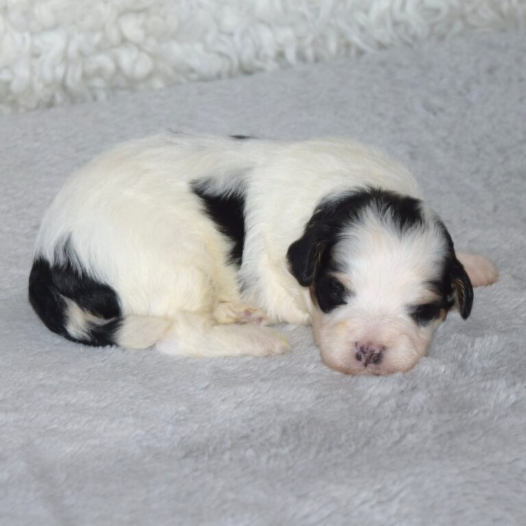Tiny Bernedoodle Black & white Tri-color female puppy. Non-shedding Micro-Mini Bernedoodle puppy